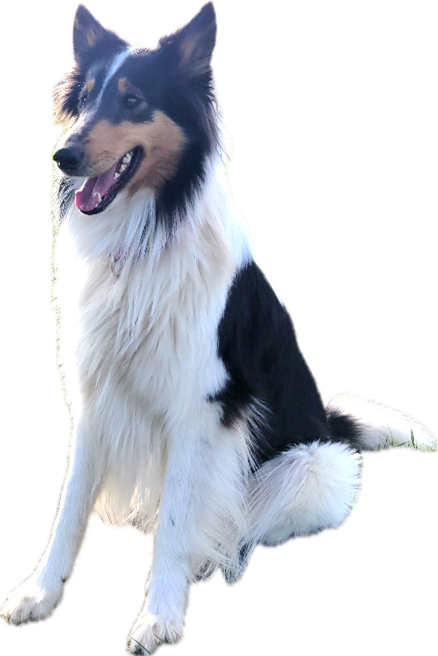 Siri der Schulbegleithund